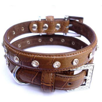 selecting leather dog collar